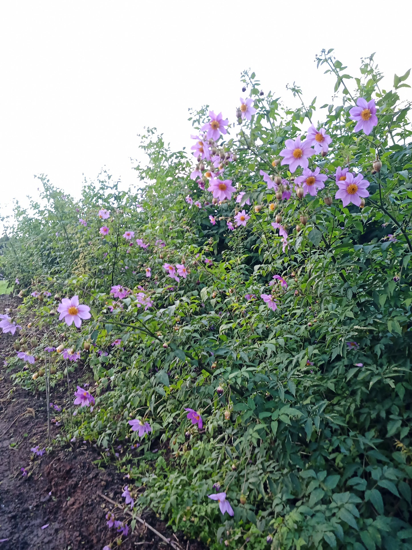 Tree Dahlia: Galaxy Prince (Bred by Apollo Farm)