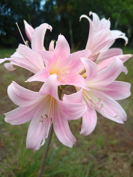 Amaryllis belladonna 'Pink Blush'  - 3 bulbs - XL size