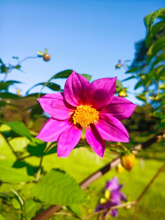 Dahlia Imperalis (Wild Form)