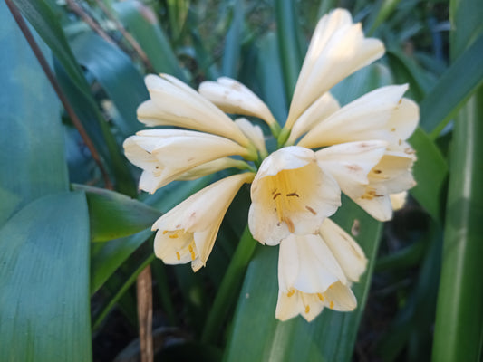 Clivia - Grace