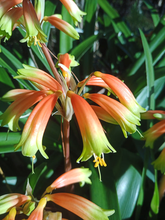 Clivia - Rapture