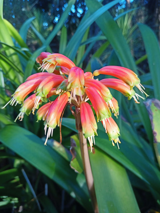 Clivia - Spear of Destiny