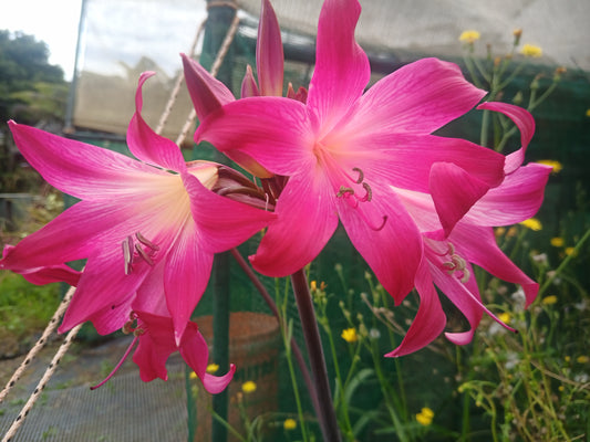 Amaryllis belladonna 'Deep Cerise'  - 3 bulbs - XXL size