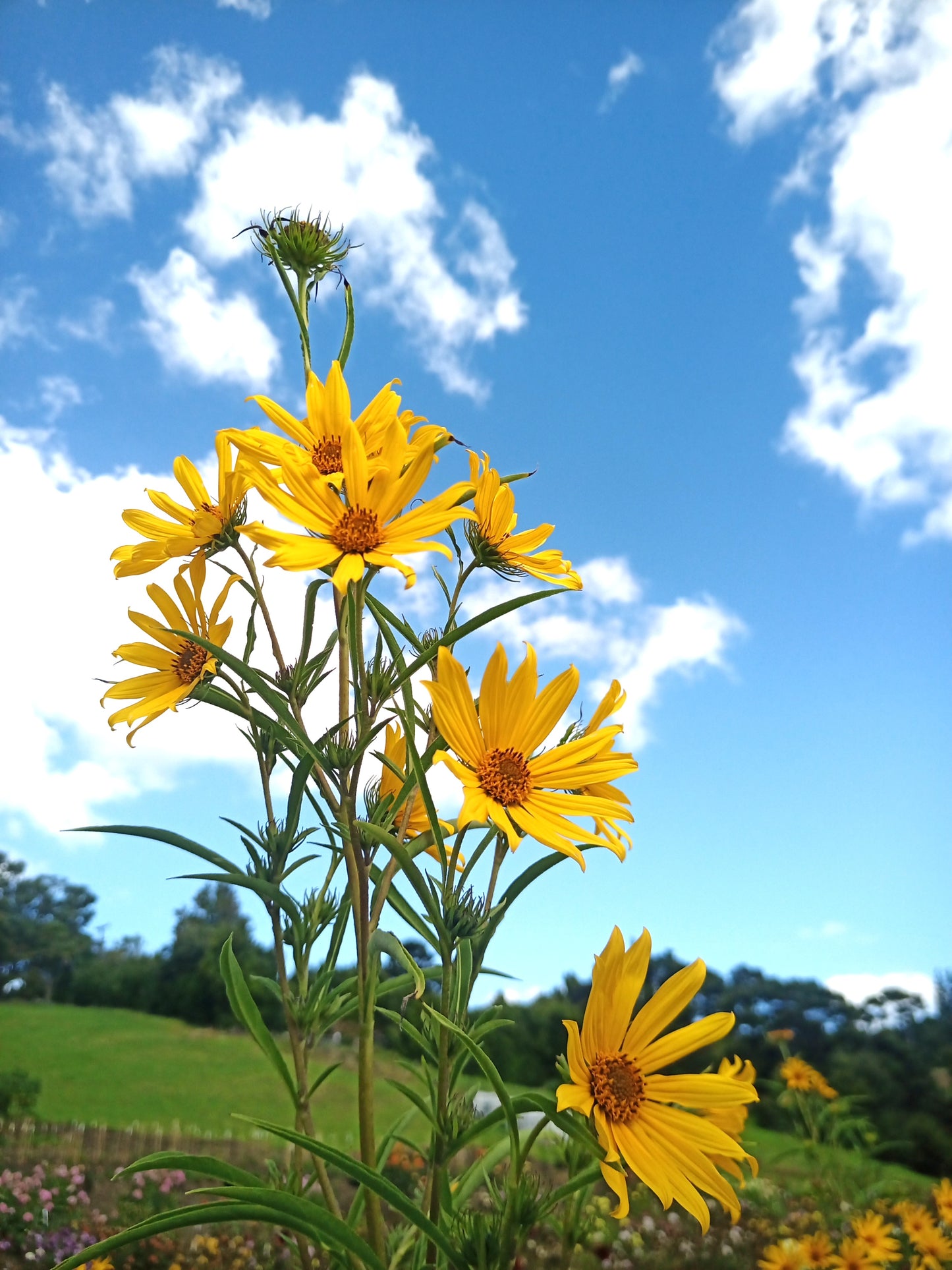 Helianthus maximiliani