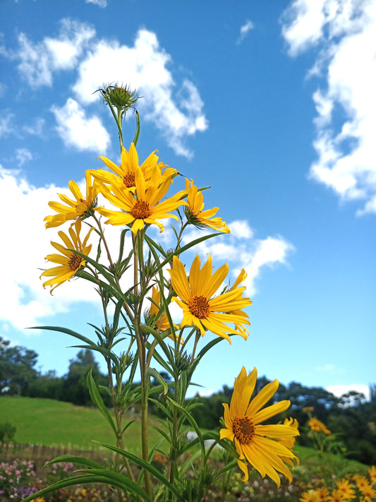 Helianthus maximiliani