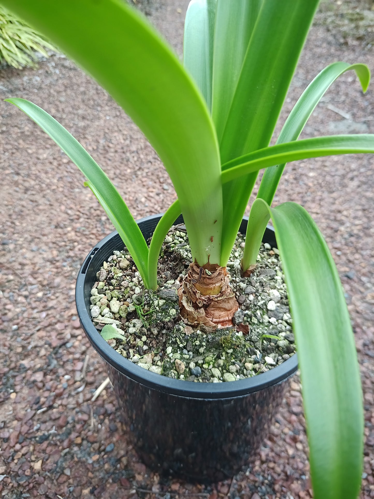 Hippeastrum alicum - VERY RARE