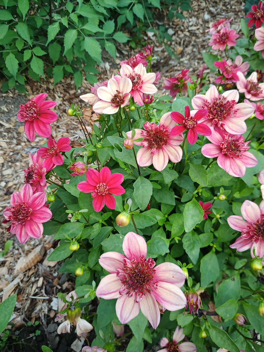 Dahlia: Inca