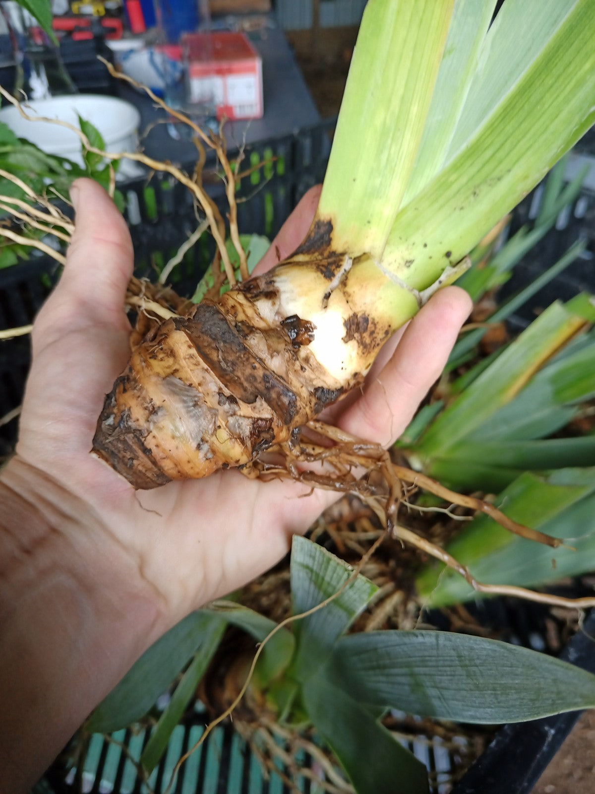 Ancient Echoes - Tall Bearded Iris