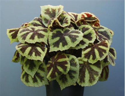 Begonia masoniana 'Iron Cross'