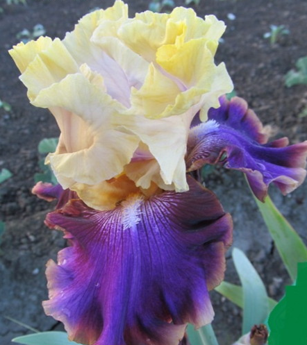 Irwell Thanksgiving - Tall Bearded Iris