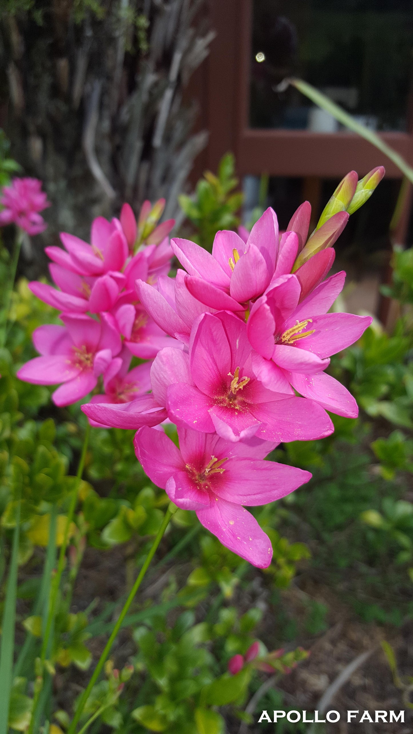 Ixia Mabel