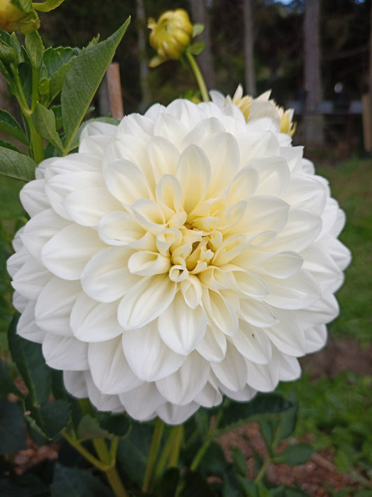 Dahlia: Joal Louisa