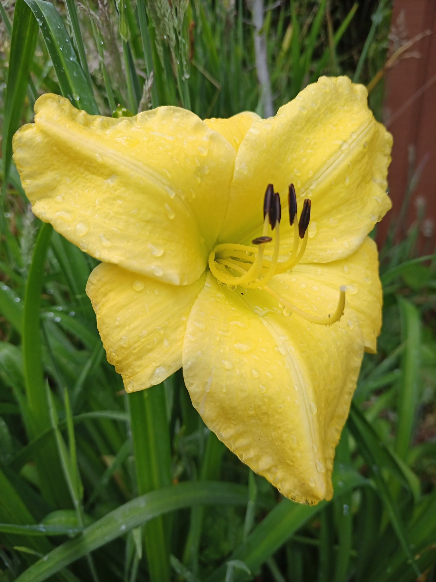 Hemerocallis (Daylily) - Joshua's Joy