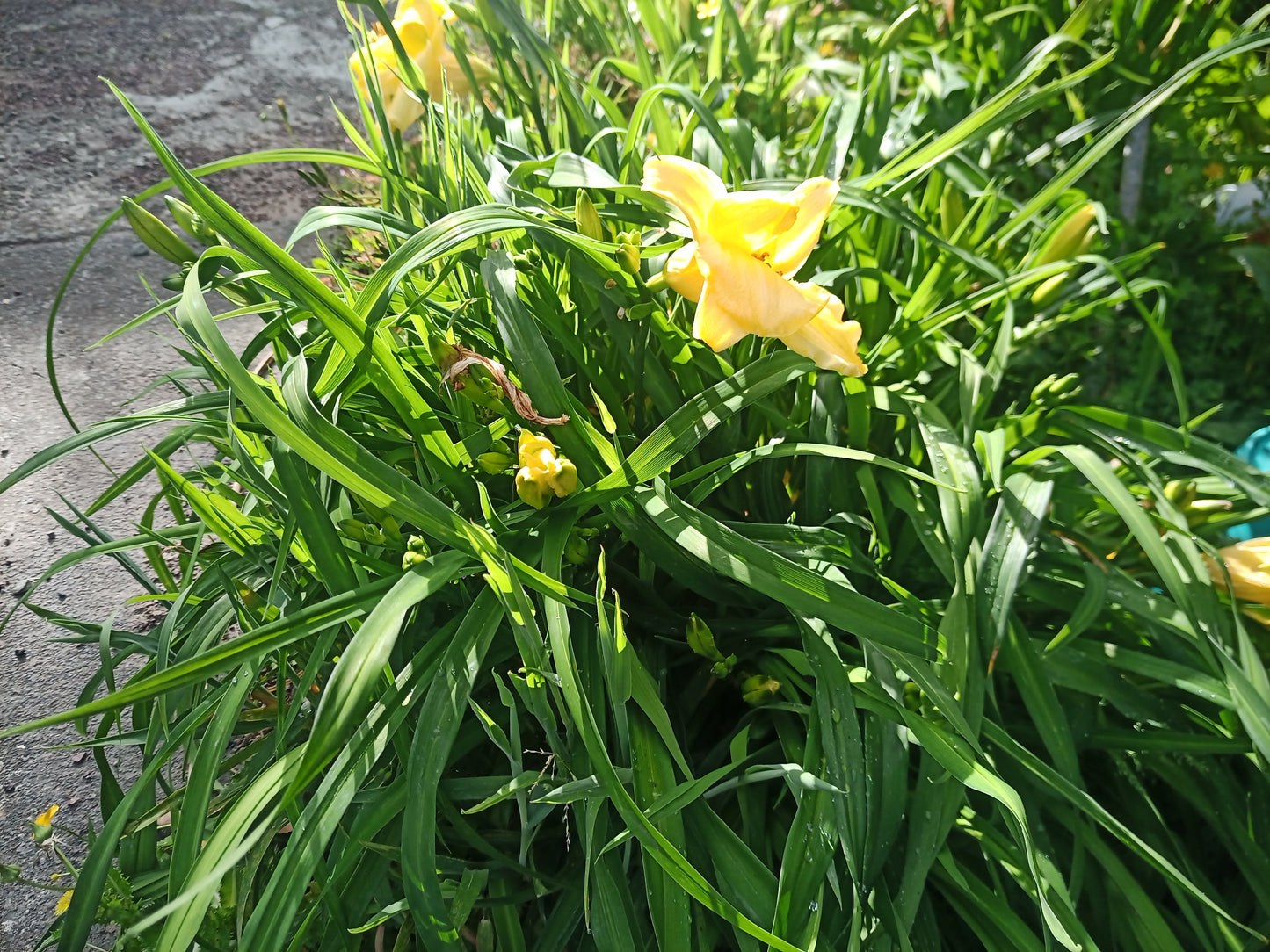 Hemerocallis (Daylily) - Joshua's Joy