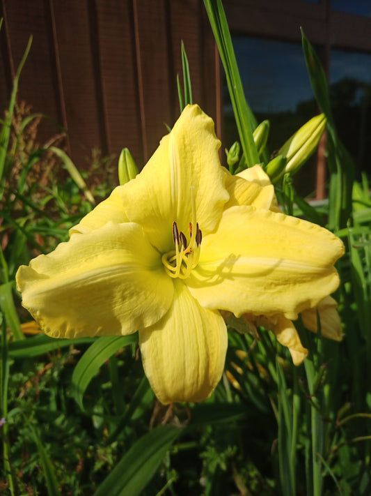 Hemerocallis (Daylily) - Joshua's Joy