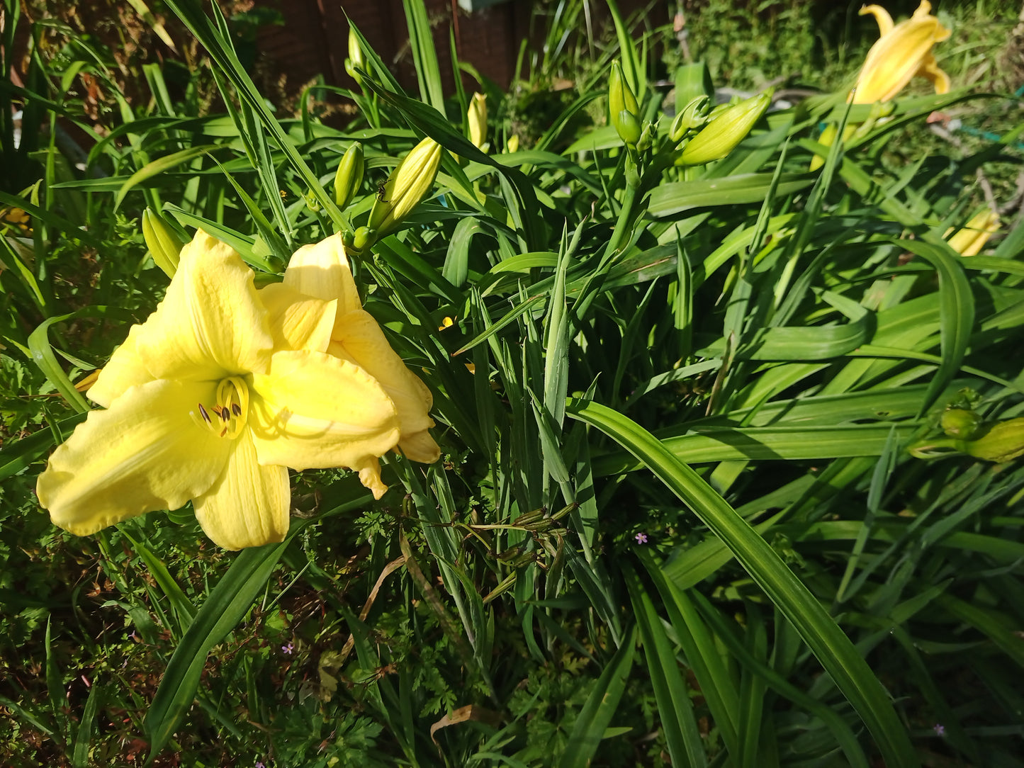 Hemerocallis (Daylily) - Joshua's Joy