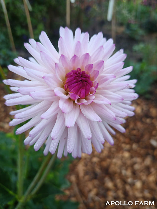 Dahlia: Josudi Andromeda