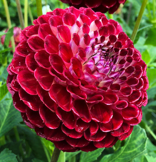 Dahlias – Page 3 – Apollo Farm