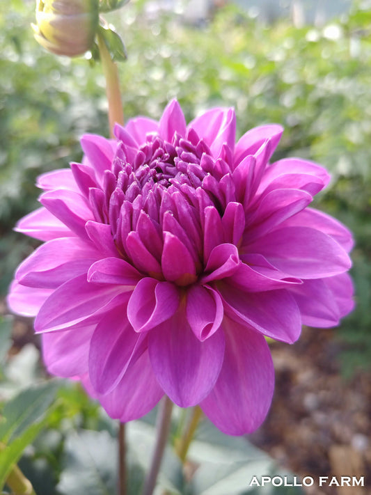 Dahlia: Karma Lagoon