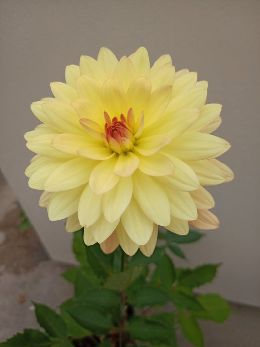 Dahlia: Keith Hammett