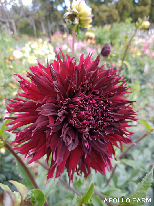 Dahlia: Kenora Macop B