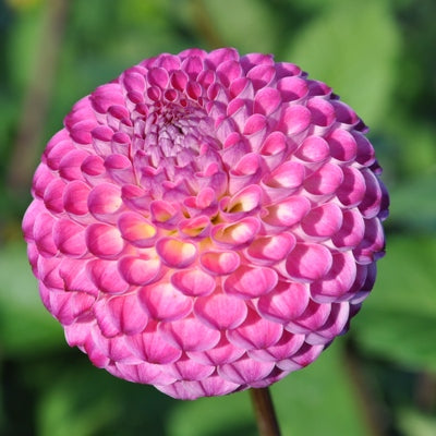 Dahlia: Lakeland Polly