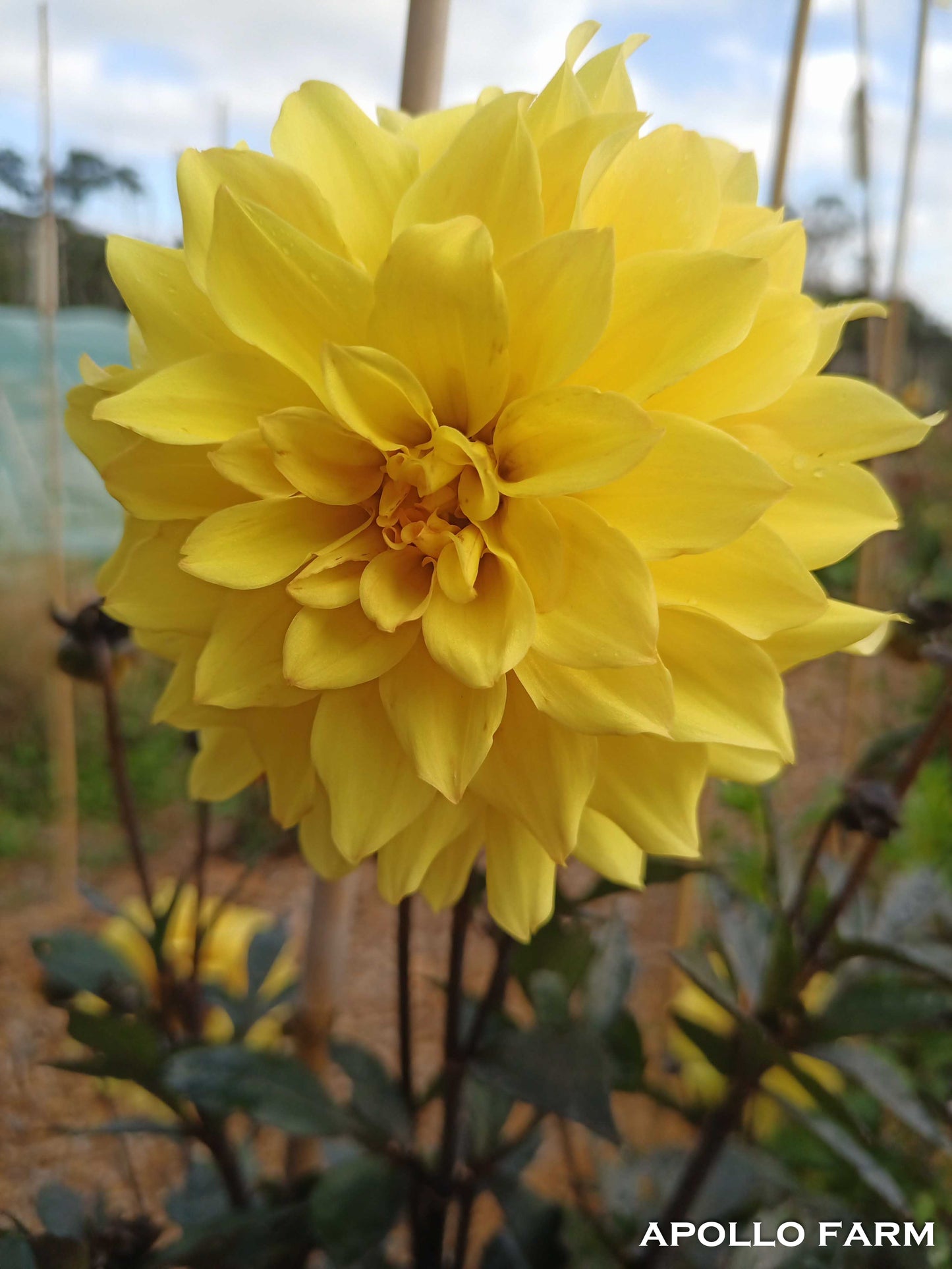 Dahlia: Latter Day Quantum Leap