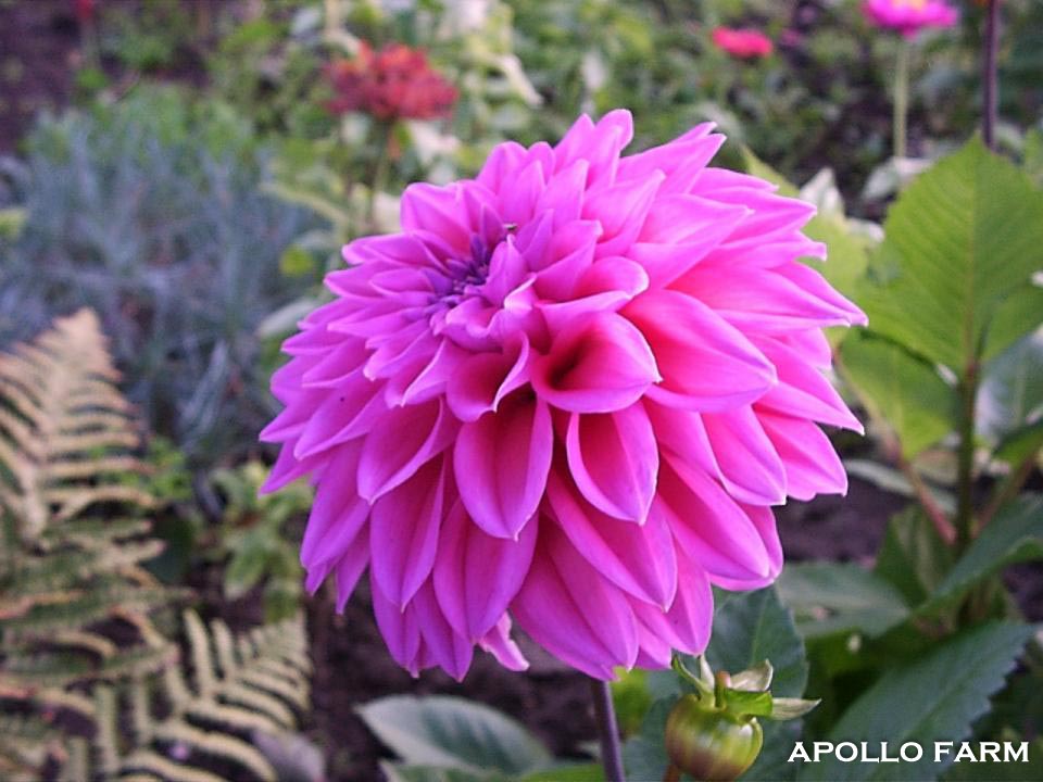 Dahlia: Lavender Perfection