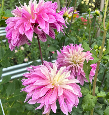 Dahlia: Labyrinth Two Tone