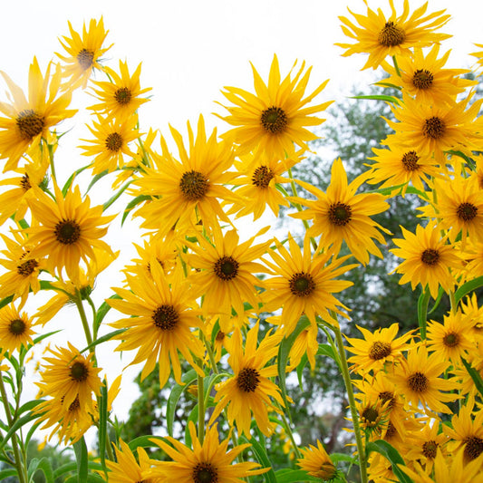 Helianthus maximiliani