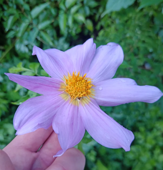 Apollo Farm Gift Cards