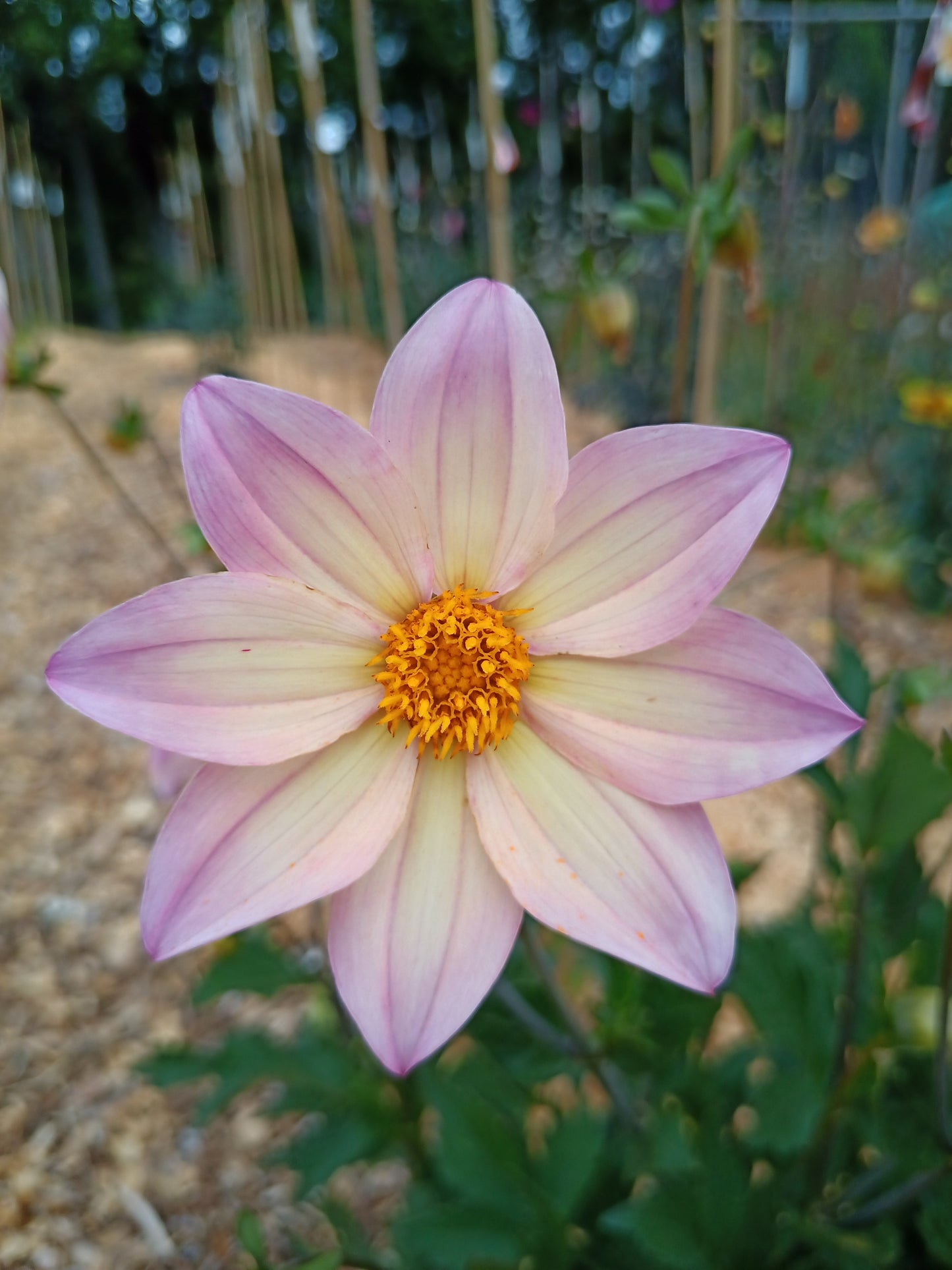 Dahlia: AF Moonlight Concerto