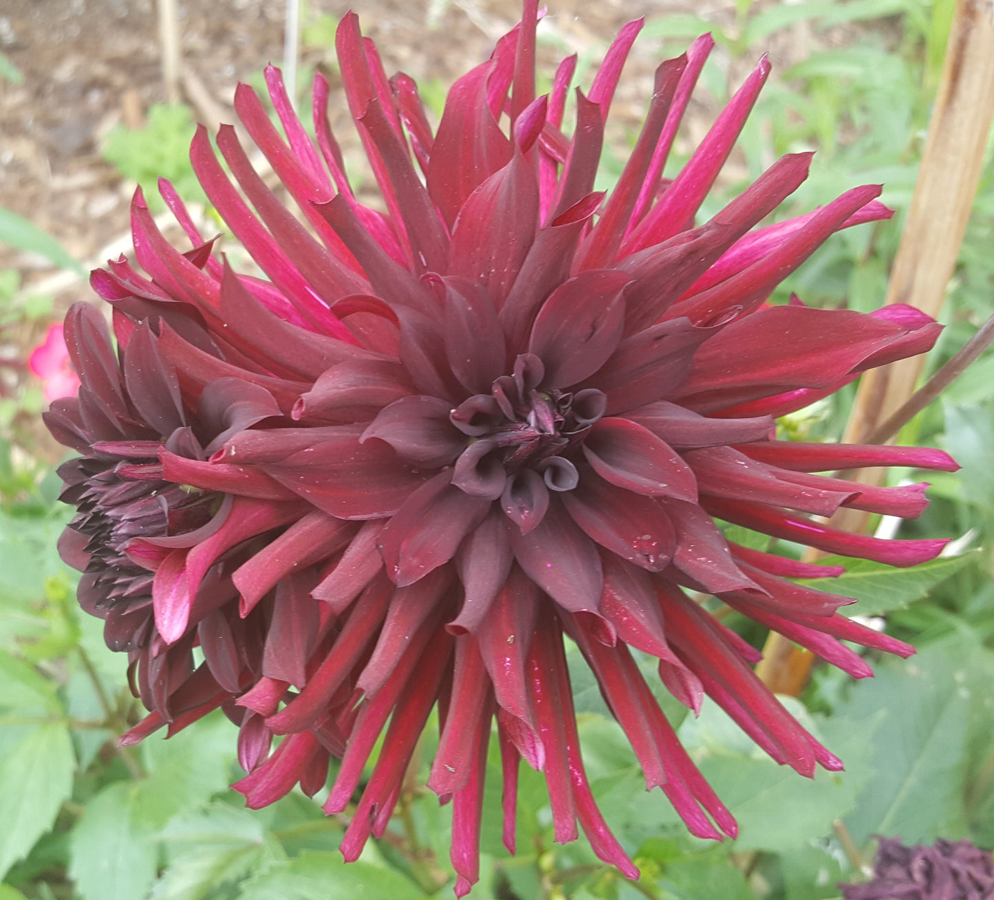Dahlia: Nuit 'd Ete