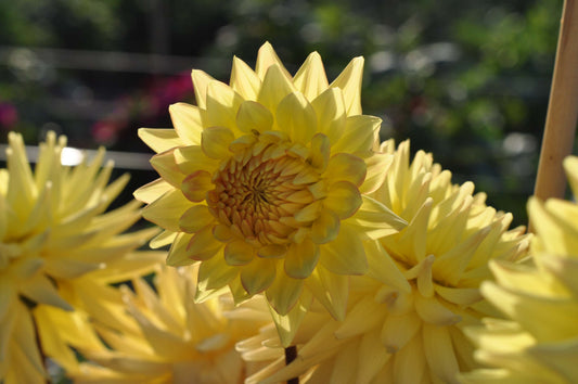 Dahlia: Oakwood Goldcrest