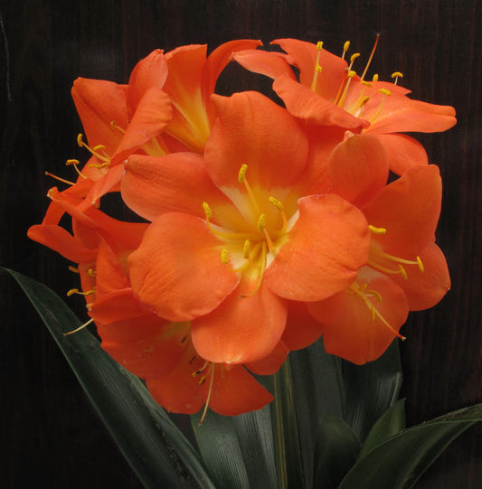 Clivia - Oh J!