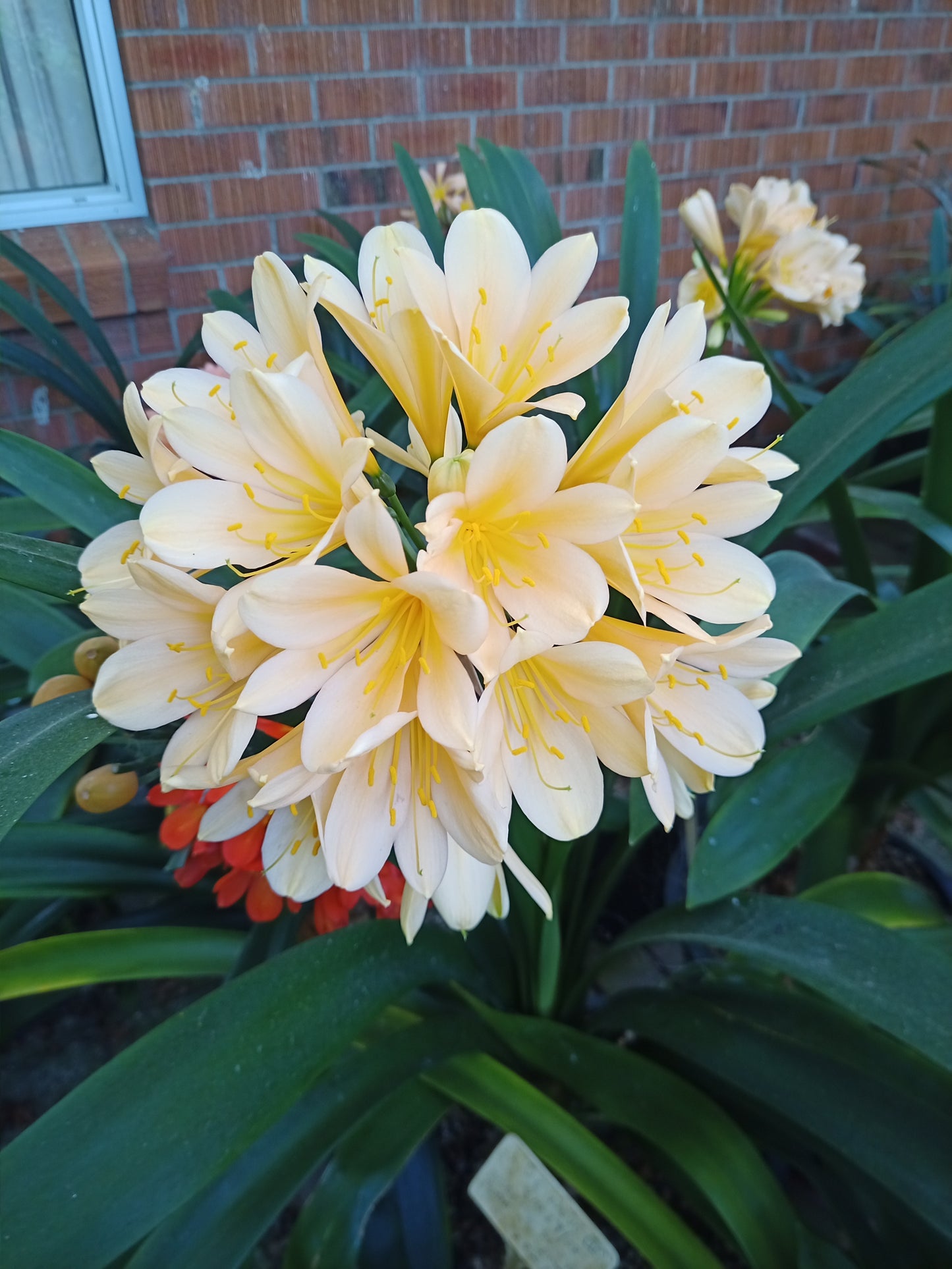 Clivia - Auguste Renoir - Cream / Pale Yellow