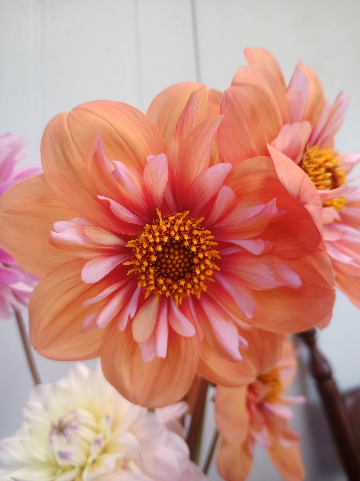 Dahlia: AF Peach Supernova (NEW)