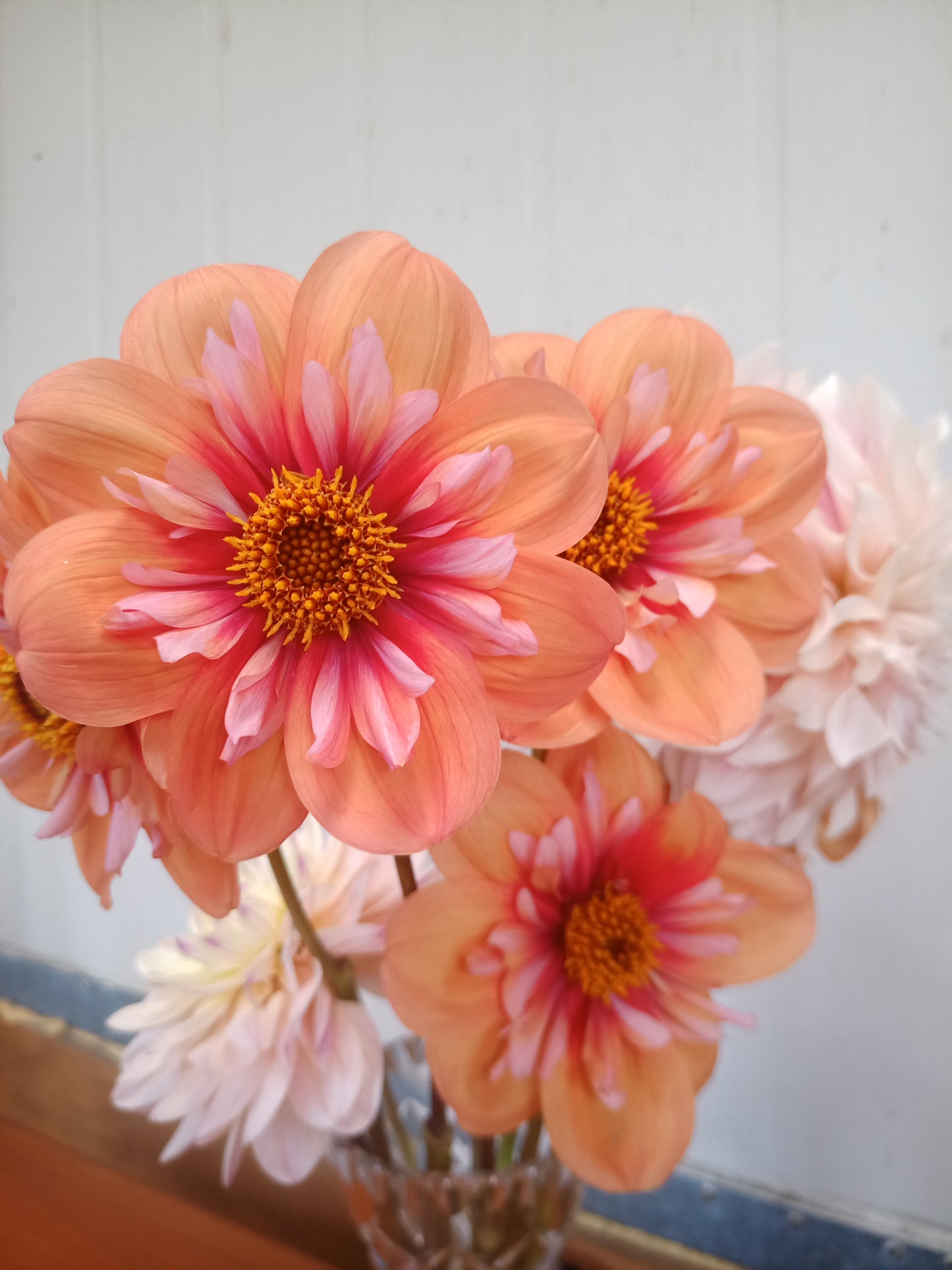 Dahlia: AF Peach Supernova (NEW)