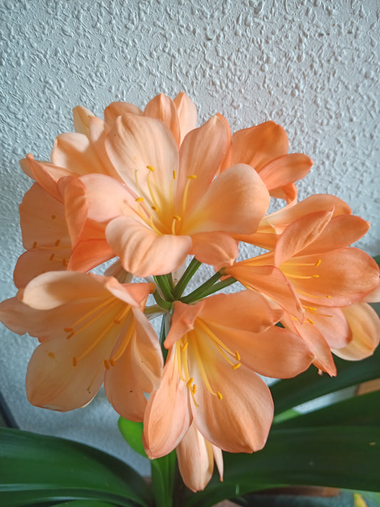 Clivia - Claude Monet - Peach