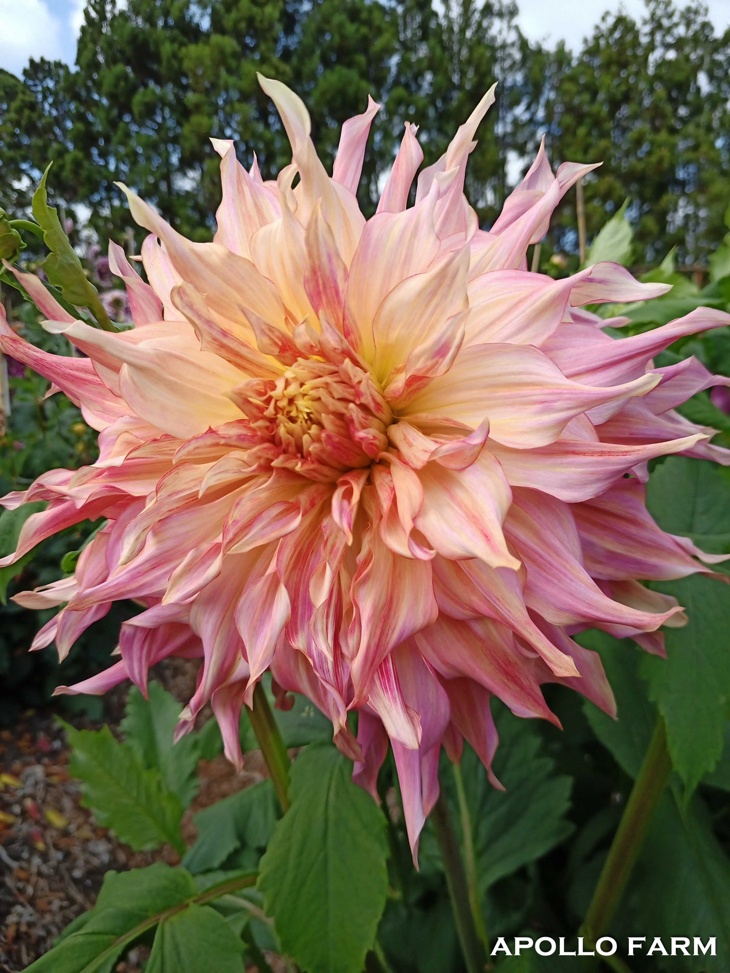 Dahlia: Penhill Watermelon