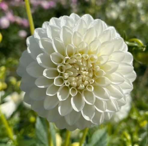 Dahlia: Petra's Wedding