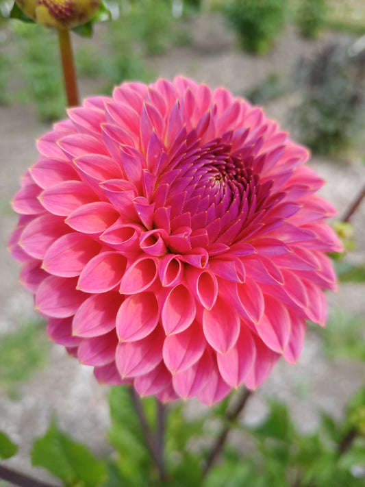 Dahlia: Polventon Kristobel