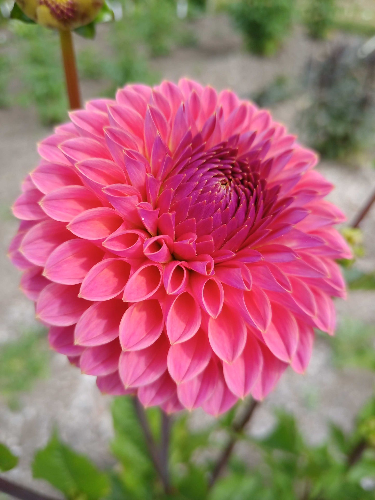 Dahlia: Polventon Kristobel