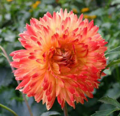 Dahlia: Procyon