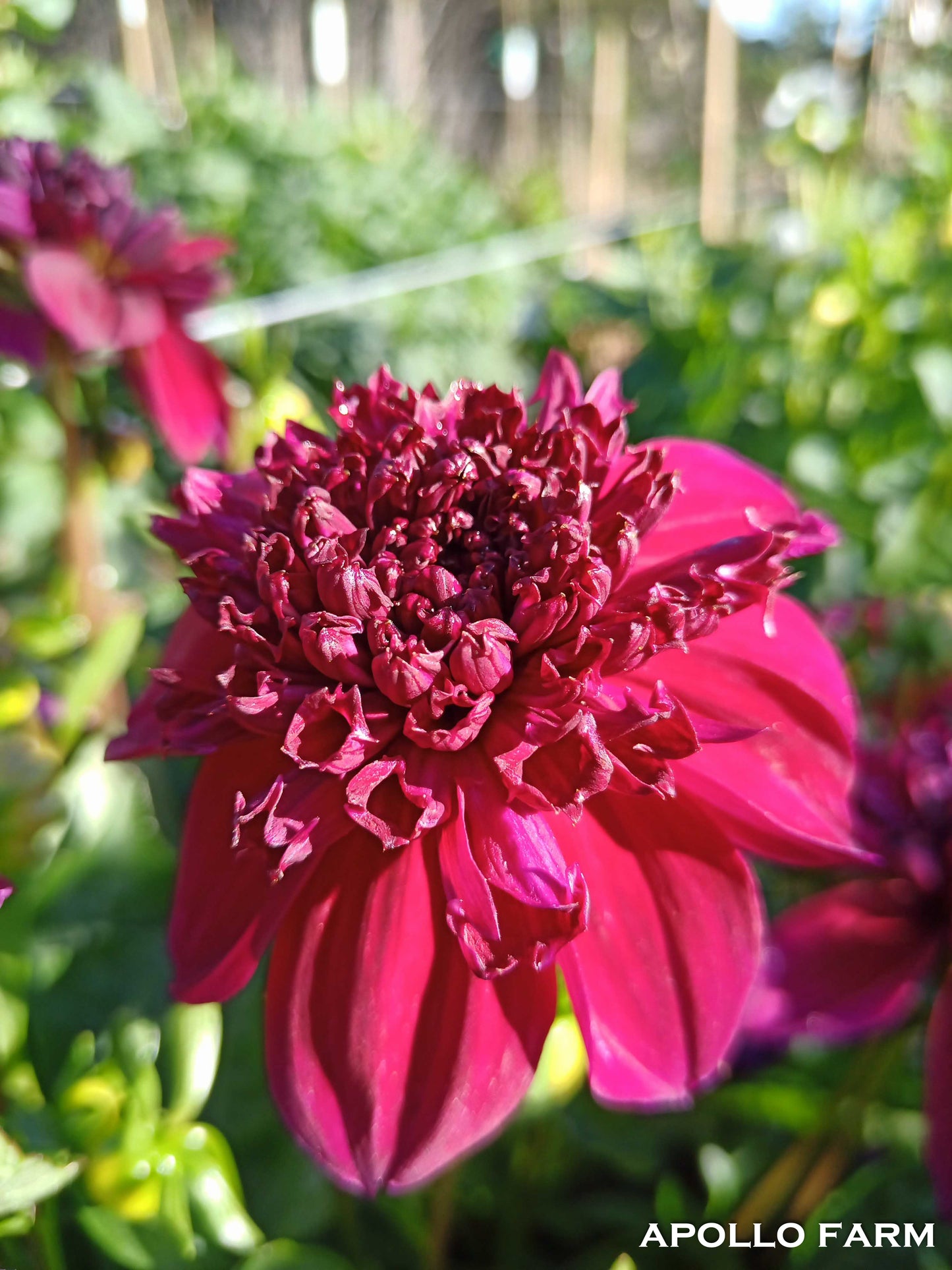 Dahlia: Purpinca