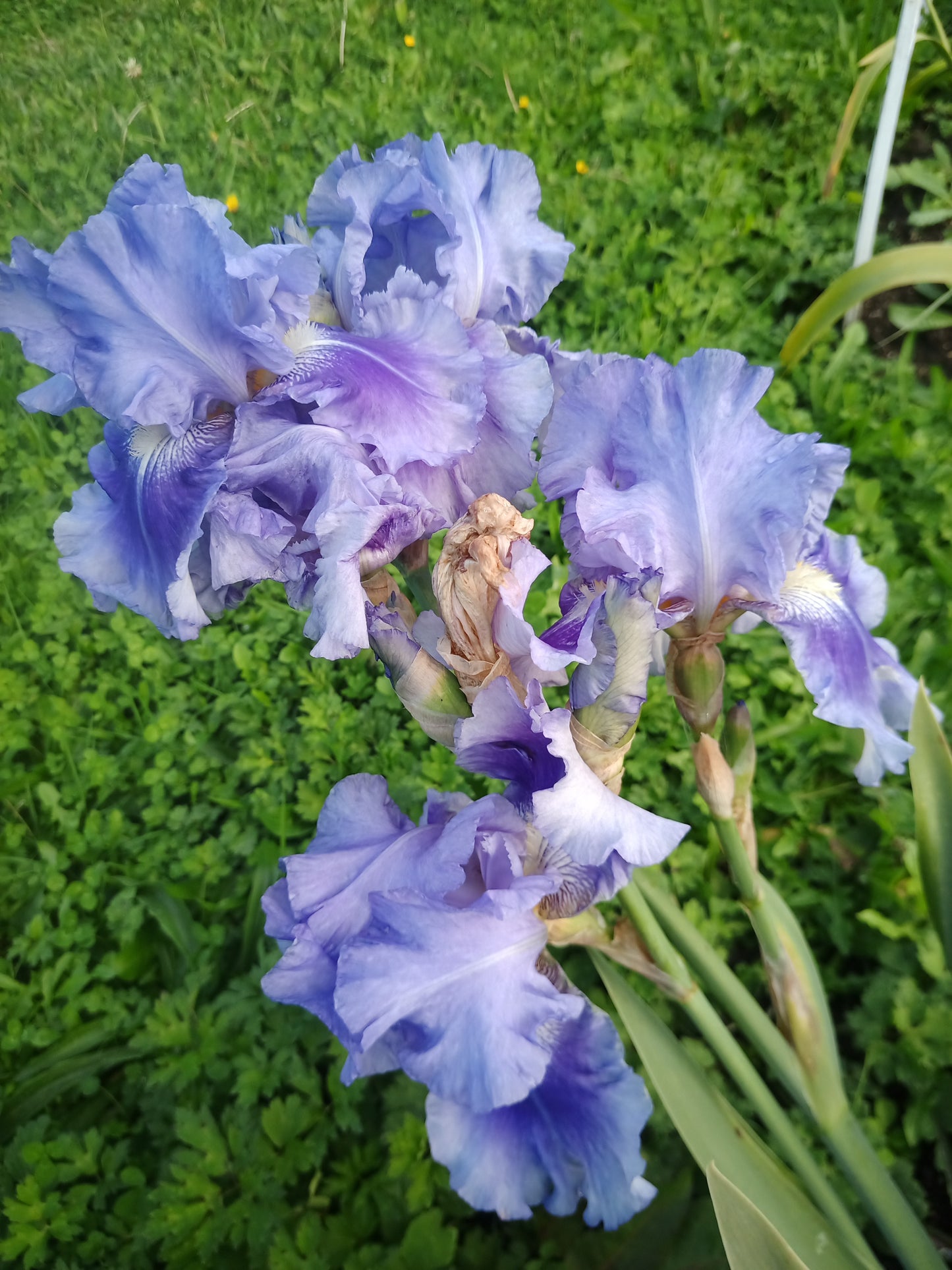 Rafa - Tall Bearded Iris