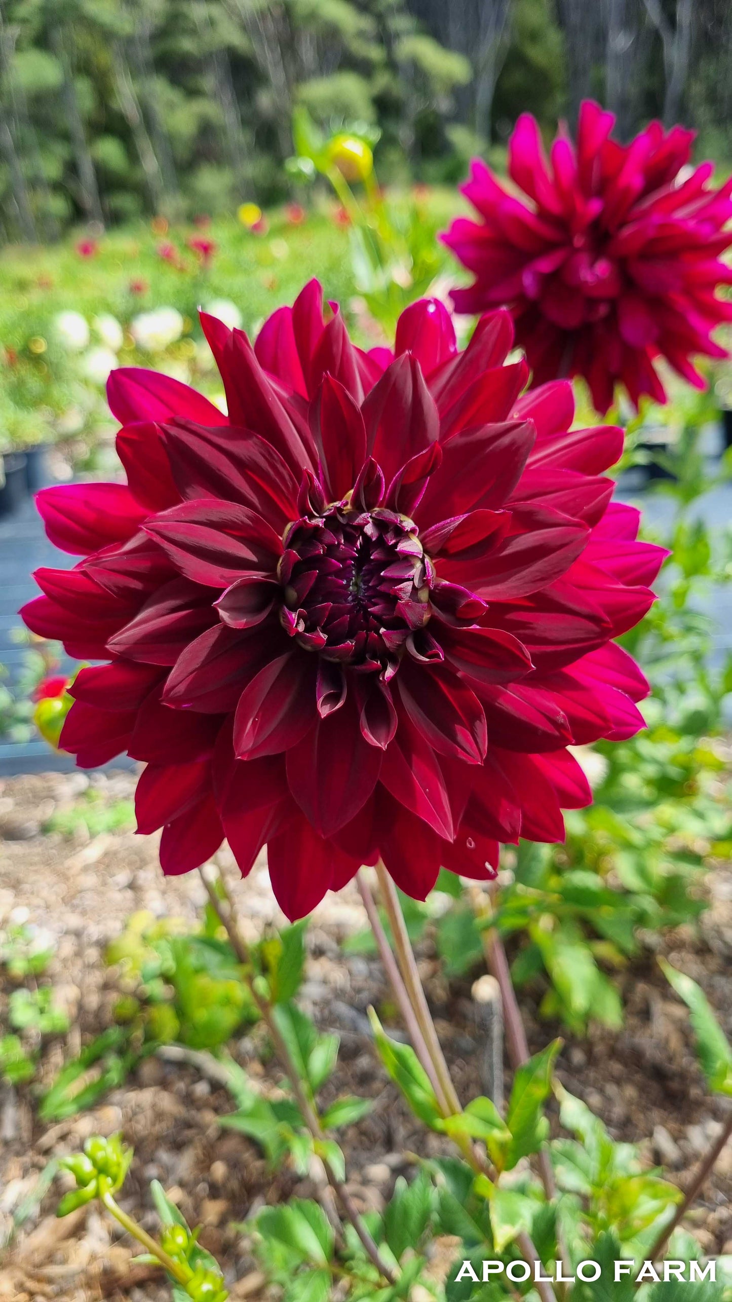 Dahlia: Rip City