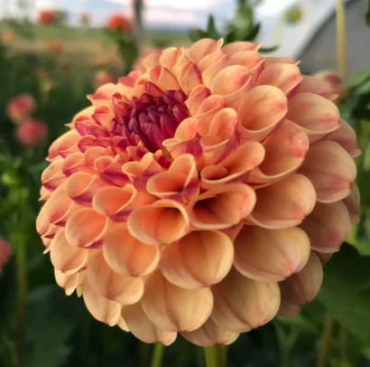Dahlia: Rosemary Dawn