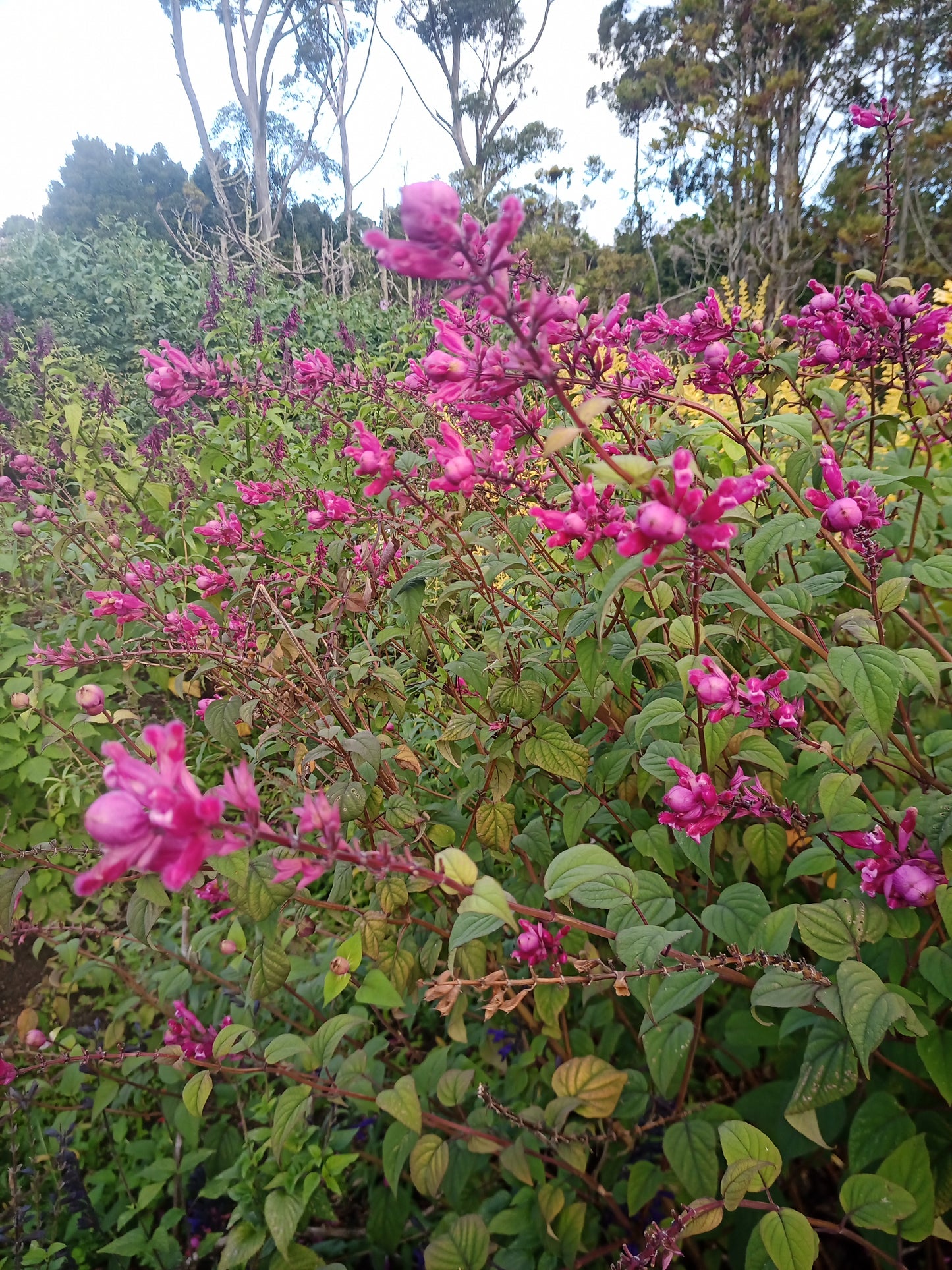 Salvia Involucrata Hildago - Roseleaf Sage