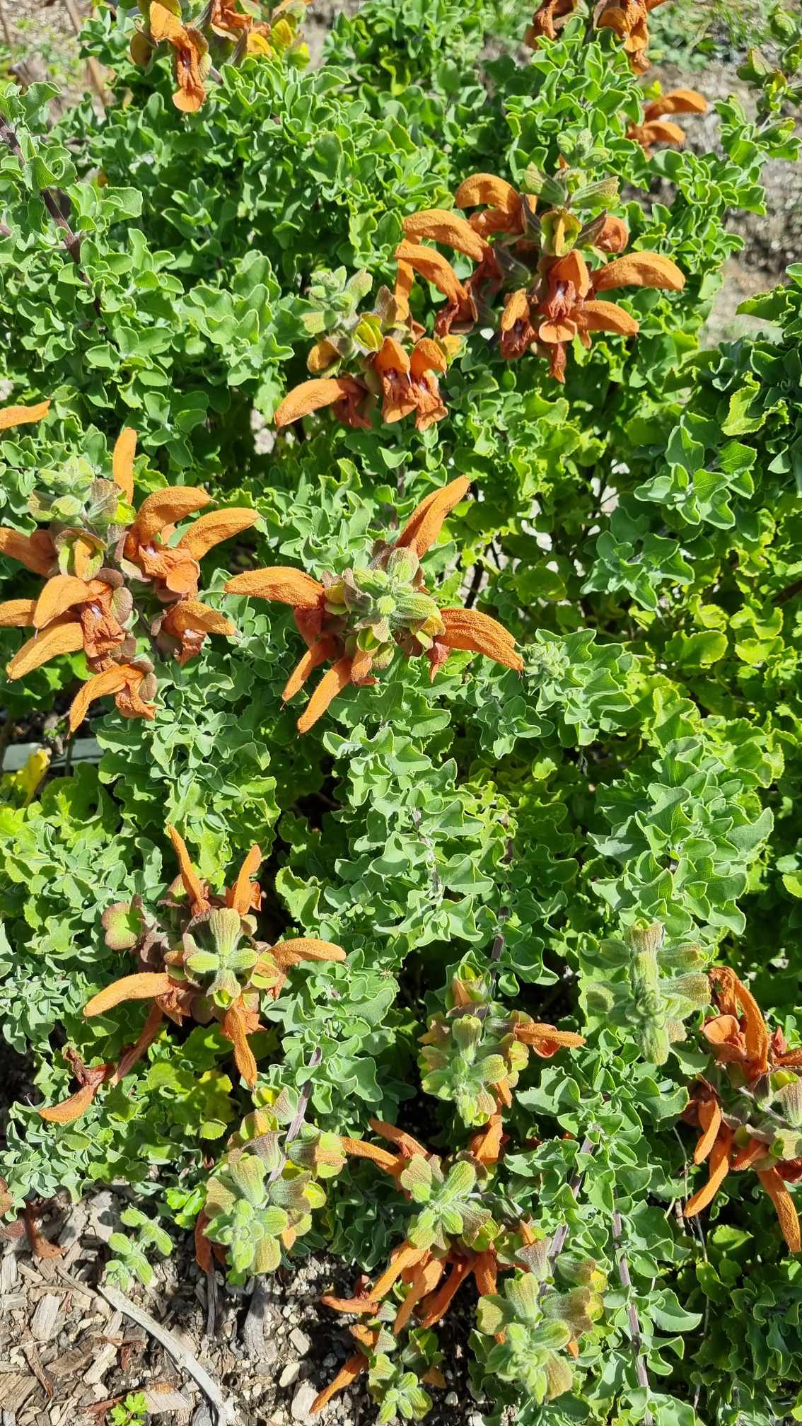 Salvia Africana-lutea Kistenbosch